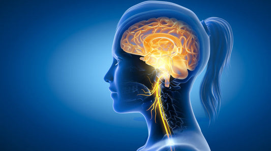 The vagus nerve & breathwork